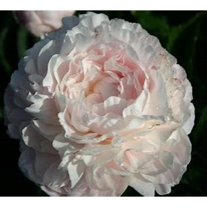 Пион Paeonia Nick Shaylor Пион Paeonia Nick Shaylor